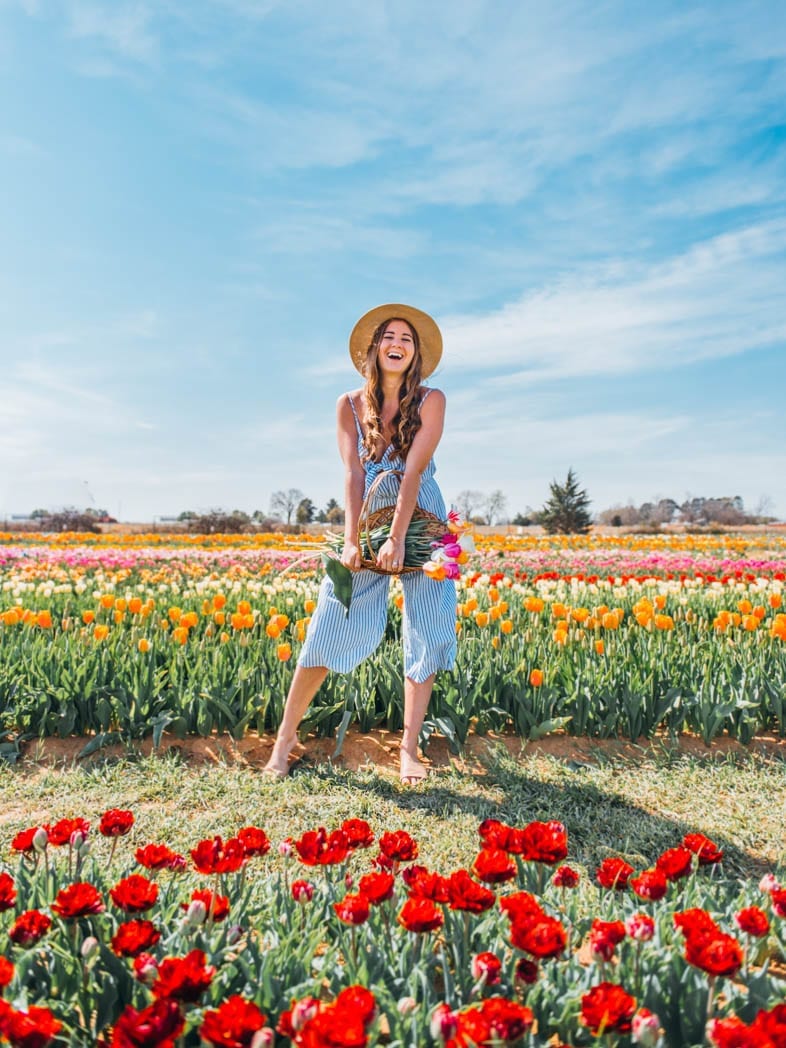 Visiting Texas Tulips Everything You Need To Know