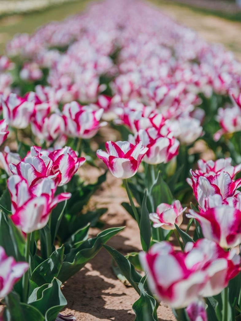 Visiting Texas Tulips Everything You Need To Know