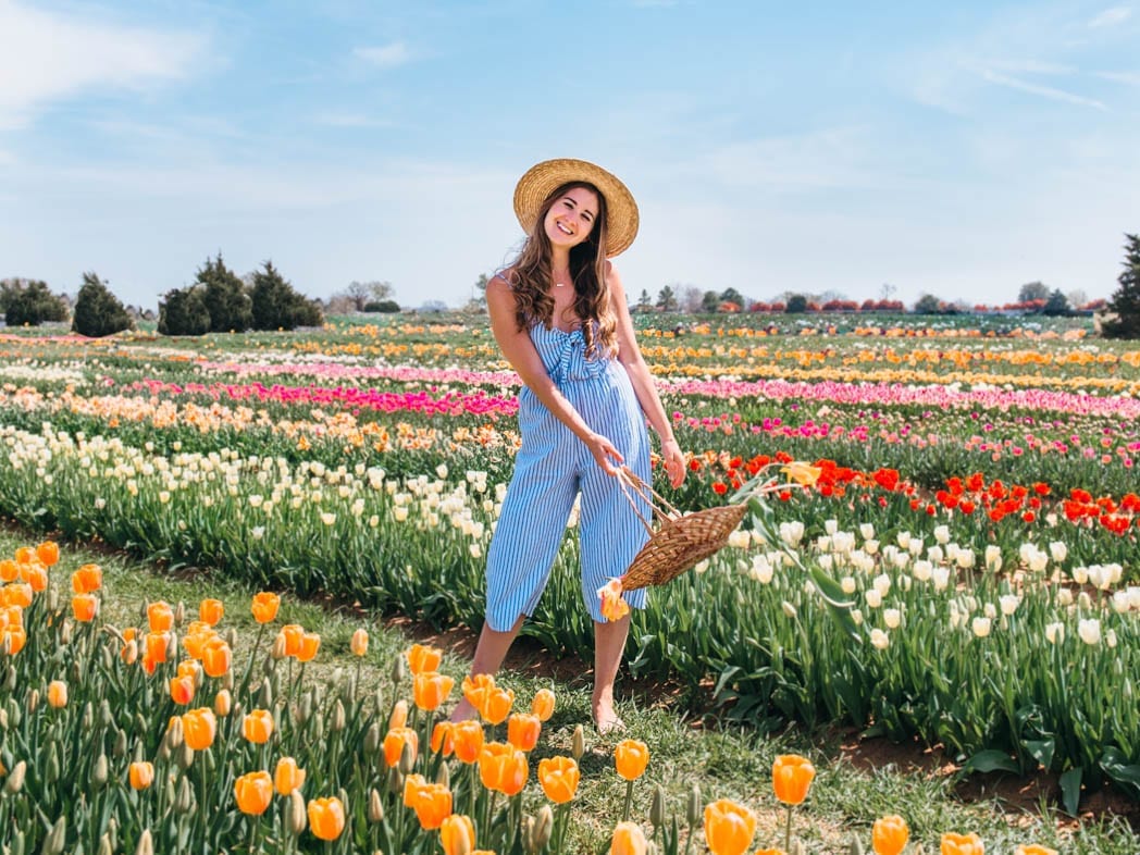 Visiting Texas Tulips Everything You Need To Know