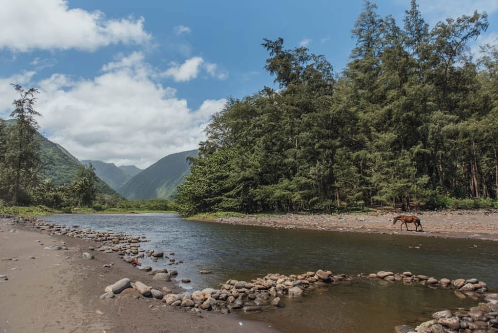 Wailoa stream Waipio Valley